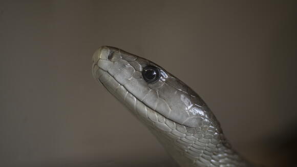 A picture of a Black Mamba snake (Dendroapsis polylepis).