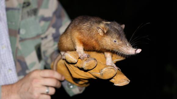 Hispaniolan solenodon - Photo credit: Lucy Emery