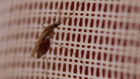 Malaria-carrying mosquito resting on a bed net due to resistance to insecticide