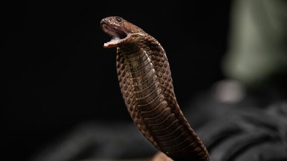 Egyptian cobra (Naja haje). Photo credit Simon Townsley.