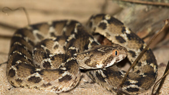 A saw scaled viper (Image: R Wilson)