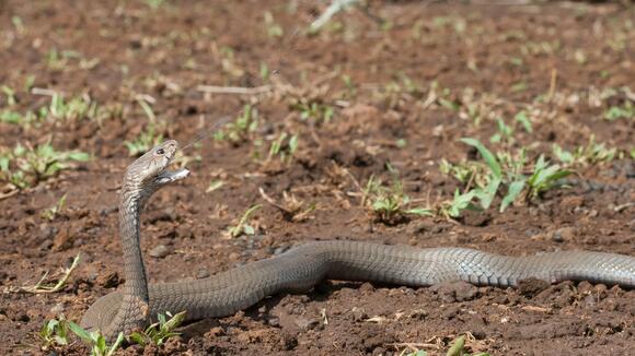 Mozambique spitting cobra (Naja mossambica) in Eswatini ©Wolfgang Wüster