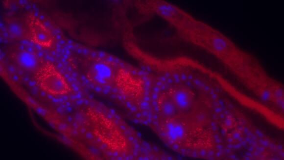 Fluorescent in situ hybridization of Wolbachia infections in Anopheles moucheti ovaries (Wolbachia – red, mosquito nuclei stained by DAPI - blue). Image taken by Shivanand Hegde.