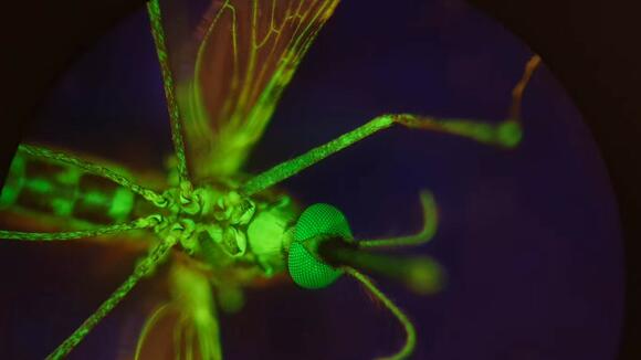 A mosquito that has been fed dye to make her glow. (Provided by Lee R. Haines)