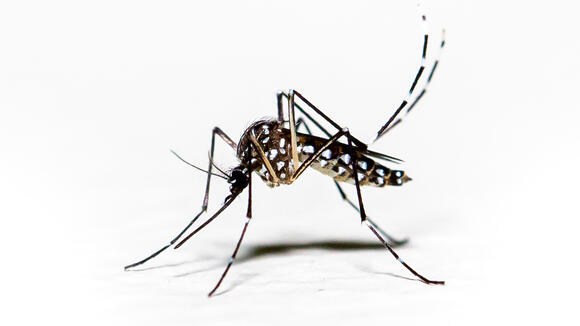 Aedes aegypti mosquito