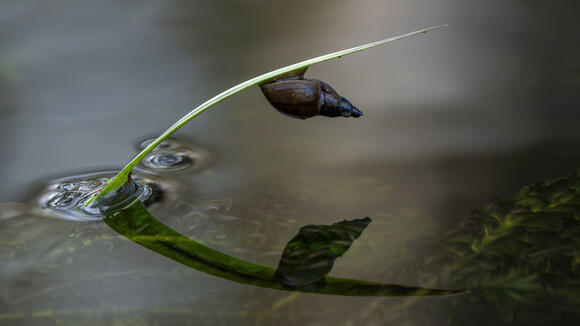 A freshwater snail