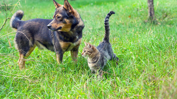 Dog and cat best friends walking together outdoor on the grass