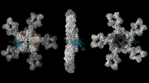 IgM binding to malarial antigen - Richard Pleass