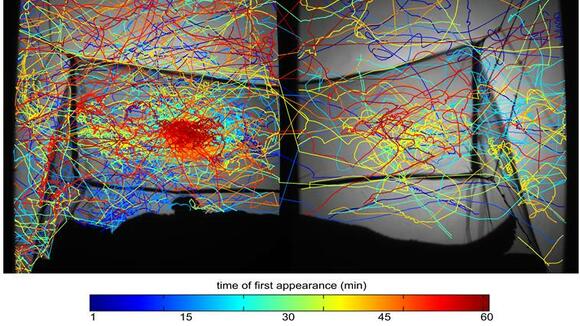 This image was captured by an infra-red tracking system and shows the flight paths of multiple mosquitoes as they attempt to reach a sleeping human protected inside an insecticide-treated be net.  The image shows the high concentration of activity on the roof of the net, above the torso of the sleeper beneath.