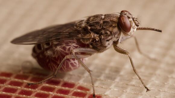 A blood fed tsetse fly -  Photo: Daniel Hargrove