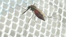 Anopheles gambiae mosquito