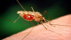 An image of an Anopheles Funestus mosquito