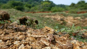 Echis carinatus India. Photo credit: Wolfgang Wurster