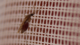 Malaria-carrying mosquito resting on a bed net due to resistance to insecticide