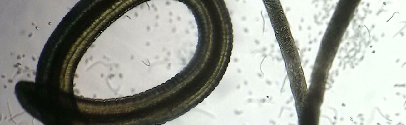 Loa embryogram ex vivo NSG mouse crop