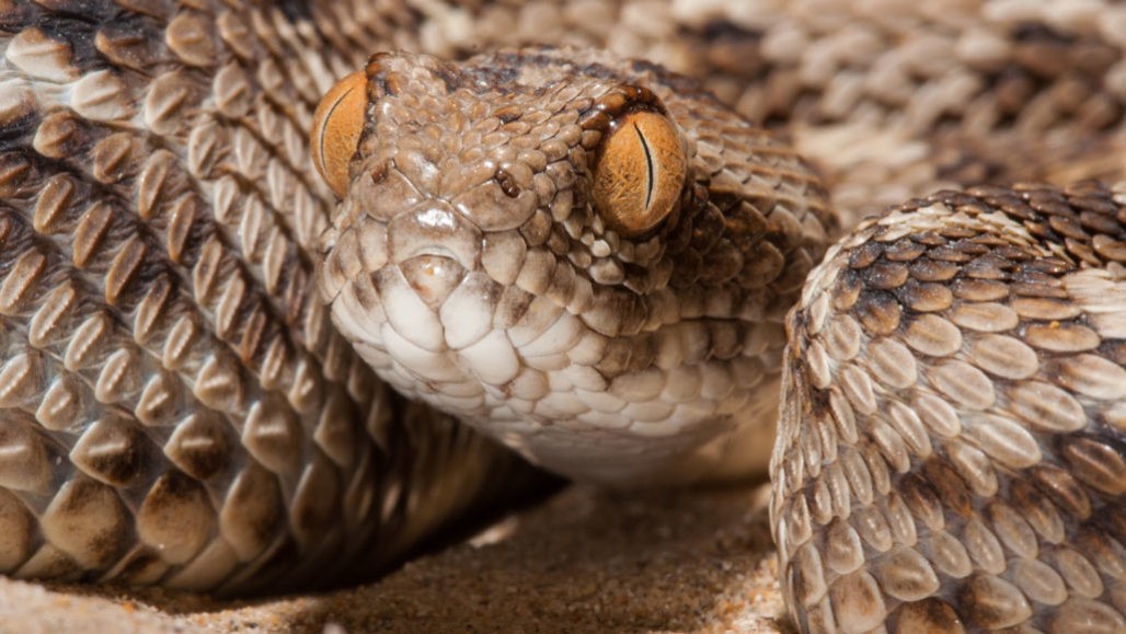   Sochurek’s saw-scaled viper (Echis carinatus sochureki), part of the Echis genus of snakes and one of the types of snakes housed at the CSRI. Photo by Dr Wolfgang Wüster.